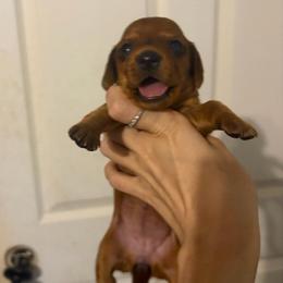 Pine - Red female Dachshund puppy in Conroe, Texas from R&M Dachshunds