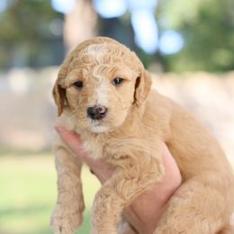 Goldendoodle Puppies from Dolly Doodle’s Doodles