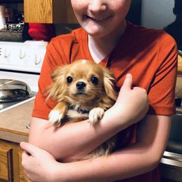Chihuahuas from Home Grown Chihuahuas From Iowa