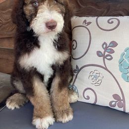Earl - Aussiedoodle puppy from Shepherd Hill Doodles