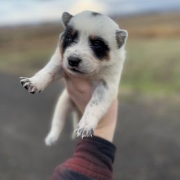 Lyra - Blue mottled female Australian Cattle Dog puppy in Ellensburg, Washington from Boondock Bandits