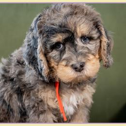 Zeb - Merle male Bernedoodle puppy in Connersville, Indiana from Deaz Doodle Ranch