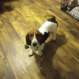 Maggie - Basset Hound