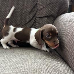 CKC Girl 1 green - Piebald female Dachshund puppy in Grand Valley, Pennsylvania from Dachshunds on the Hill