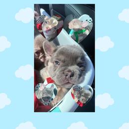 French Bulldogs from French Kisses