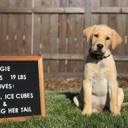 Labrador Retriever Puppies from Knotty Creek Labradors