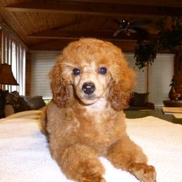 Poodle Puppies from Shiann Poodles