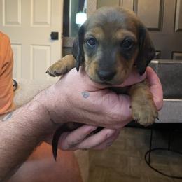 Dachshund Puppies from Desert Dachshunds
