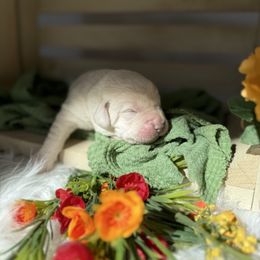 Yellow male - Yellow male Labrador Retriever puppy in Suffolk County, New York from South Shore Labradors