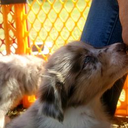Australian Shepherd Puppies from Winsome Aussies