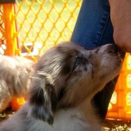Australian Shepherd Puppies from Winsome Aussies