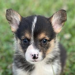 American Corgis and Pembroke Welsh Corgis from Robyn Jones' Pembroke Welsh Corgis & American Corgis