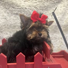 Maxamillion - Black and tan male Yorkshire Terrier puppy in Parma Heights, Ohio from Yorkie Darlings ANGELHEARTS YORKIES