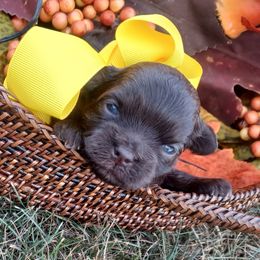 Zoey - Brown female Shihpoo puppy in Delphos, Ohio from Route 66 Poodles & Doodles, Sapphire Shih-tzu's of Ohio