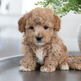 Maltipoo, Shichon, and Shihpoo Puppies from Timbercreek Puppies