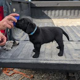 Labrador Retriever Puppies from Linderman Labs