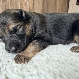 Female3 - Black and tan female German Shepherd puppy in Lebanon County, Pennsylvania from Regalimage