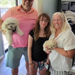 Gismo - White and tan male Mal-Shi puppy in Mundelein, Illinois from FurEver Friends Designer Breeds