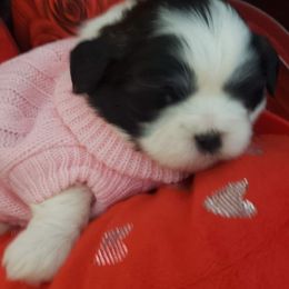 Shih Tzus from Michelle Gayden's Shih Tzu Puppies