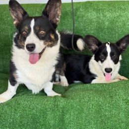 Boy 5 - Black and white male Cardigan Welsh Corgi puppy in Huntington Beach, California from Victory Crown