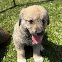 Girl 4 purple collar - Fawn female Anatolian Shepherd Dog puppy in Clifton, Illinois from Mcginnis Guardian Dogs
