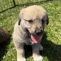 Girl 4 purple collar - Fawn female Anatolian Shepherd Dog puppy in Clifton, Illinois from Mcginnis Guardian Dogs