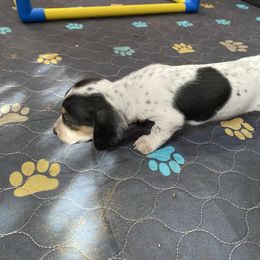 Freckles - Piebald female Dachshund puppy in Magnolia, Texas from Carrie’s Countryside Dachshunds