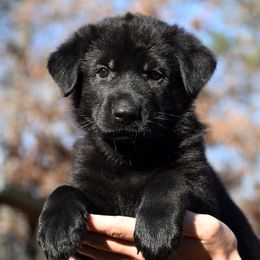 Black Female (Teal) - German Shepherd puppy in Oxford, Arkansas from Atlas Shepherds