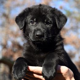 Black Female (Teal) - German Shepherd puppy in Oxford, Arkansas from Atlas Shepherds