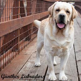 Labrador Retriever puppies from Günther Labradors