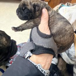Mo - Red brindle female Bullmastiff puppy in Gaston, Indiana from Fernandes’ Guardians Bullmastiff and French Bulldogs
