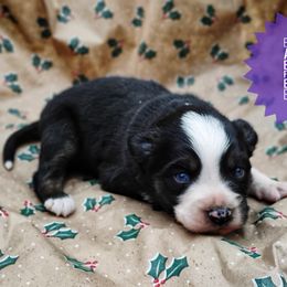 Emma - Red tri female Miniature Australian Shepherd puppy in Kettle Falls, Washington from Ellie's Miniature Australian Shepherds