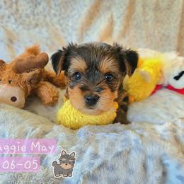Maggie May - Black and gold female Yorkshire Terrier puppy in Nitro, West Virginia from Kathryn's Yorkies