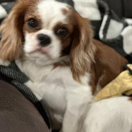 Cavalier King Charles Spaniel Puppies from 5dubs Cavaliers