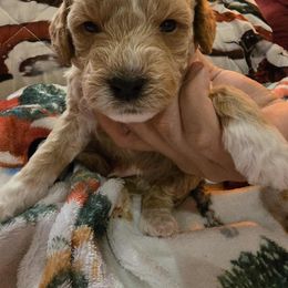 Cupid - Apricot male Goldendoodle puppy in Home, Pennsylvania from Plum Creek Acres Next Generation