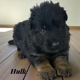 Hulk - Black and red male German Shepherd puppy in Beaverdam, Virginia from B&R Kennel