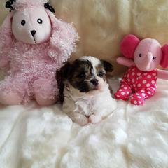 Mi-Ki Puppies from Little Angels Mi-Kis