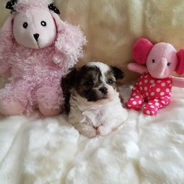 Mi-Ki Puppies from Little Angels Mi-Kis