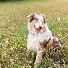 Rowan - Australian Shepherd