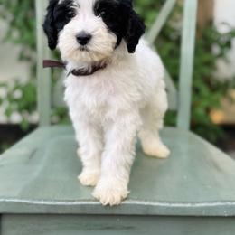 Onyx - Brown Collar Boy - Parti male Goldendoodle puppy in Ruthorfordton, North Carolina from Duncan Doodles Goldendoodles