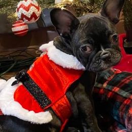 French Bulldogs from Stacey Spicuzza