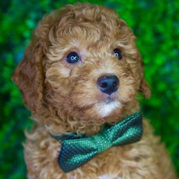 Benson - Apricot male Goldendoodle puppy in Brandon, Florida from Murphys Doodles