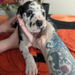 Bronwyn - Harlequin female Great Dane puppy in Pollock, Louisiana from Danes Done Right