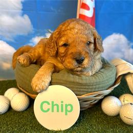 Chip - Apricot male Goldendoodle puppy in Chelan, Washington from North Cascades Doodles