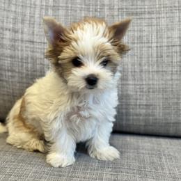 Biewer Terrier Puppies from Olena Niemchynova
