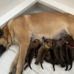 Belgian Malinois Puppies from Audacious Malinois