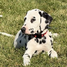 LISHA - White and black female Dalmatian puppy in Albuquerque, New Mexico from Renov Dalmatian Plantation