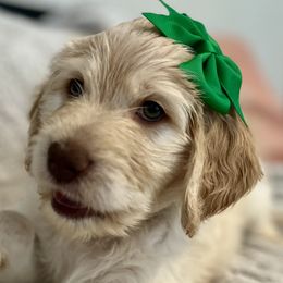 Girl 4 - Cream Goldendoodle puppy in Orlando, Florida from Lorraine's Doodles