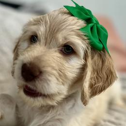 Girl 4 - Cream Goldendoodle puppy in Orlando, Florida from Lorraine's Doodles