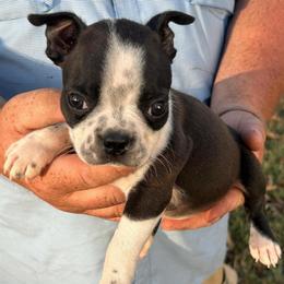 DIAMOND - Black and white female Boston Terrier puppy in Anderson, South Carolina from Lola’s House of Bostons & Rescue